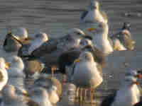 Goéland pontique Larus cachinnans