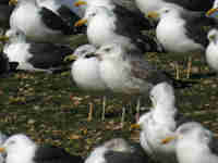 Goéland pontique Larus cachinnans