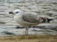 Goéland pontique Larus cachinnans