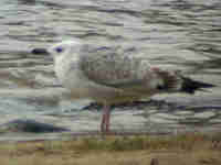 Goéland pontique Larus cachinnans