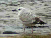 Goéland pontique Larus cachinnans