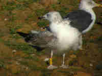 Goéland pontique Larus cachinnans PDVT