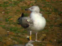 Goéland pontique Larus cachinnans PDVT