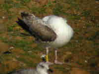 Goéland pontique Larus cachinnans PDVT