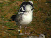 Goéland pontique Larus cachinnans PDVT