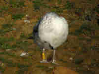 Goéland pontique Larus cachinnans PDVT