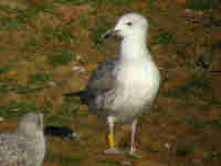 Goéland pontique Larus cachinnans PDVT