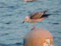 Goéland pontique Larus cachinnans