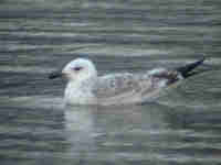 Goéland pontique Larus cachinnans