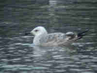 Goéland pontique Larus cachinnans