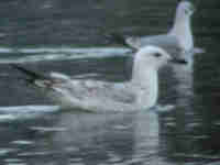 Goéland pontique Larus cachinnans