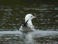 Goéland pontique Larus cachinnans