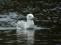 Goéland pontique Larus cachinnans