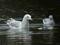 Goéland pontique Larus cachinnans