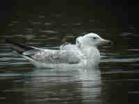 Goéland pontique Larus cachinnans