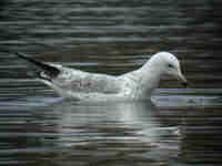 Goéland pontique Larus cachinnans