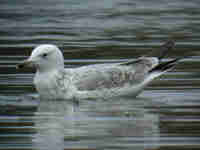 Goéland pontique Larus cachinnans