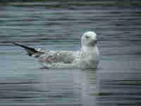 Goéland pontique Larus cachinnans