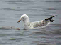 Goéland pontique Larus cachinnans