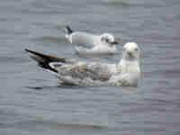 Goéland pontique Larus cachinnans