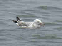 Goéland pontique Larus cachinnans