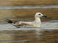 Goéland pontique Larus cachinnans