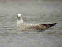 Goéland pontique Larus cachinnans