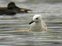 Goéland pontique Larus cachinnans