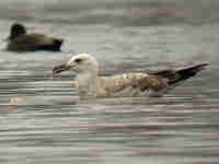 Goéland pontique Larus cachinnans