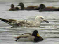 Goéland pontique Larus cachinnans