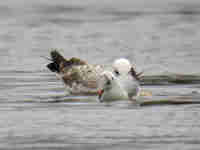 Goéland pontique Larus cachinnans