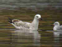 Goéland pontique Larus cachinnans