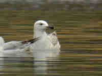 Goéland pontique Larus cachinnans