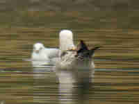 Goéland pontique Larus cachinnans