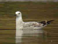 Goéland pontique Larus cachinnans