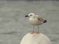 Goéland pontique Larus cachinnans