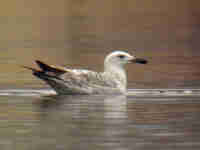 Goéland pontique Larus cachinnans