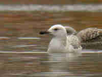 Goéland pontique Larus cachinnans