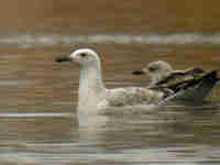 Goéland pontique Larus cachinnans