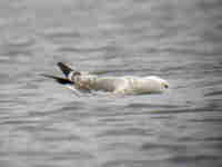 Goéland pontique Larus cachinnans