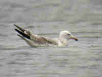 Goéland pontique Larus cachinnans