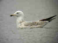 Goéland pontique Larus cachinnans