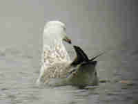 Goéland pontique Larus cachinnans