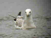 Goéland pontique Larus cachinnans