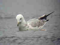 Goéland pontique Larus cachinnans