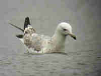 Goéland pontique Larus cachinnans