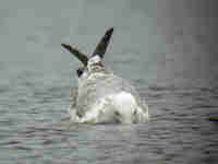 Goéland pontique Larus cachinnans