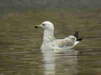 Goéland pontique Larus cachinnans