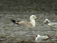 Goéland pontique Larus cachinnans