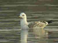 Goéland pontique Larus cachinnans